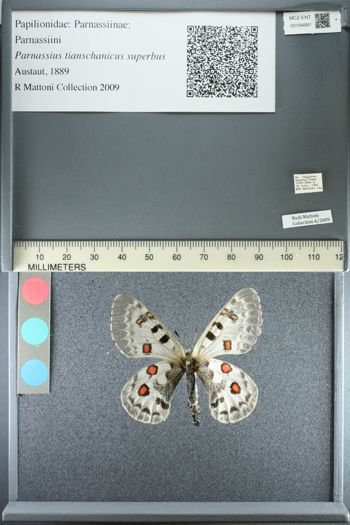 Media type: image;   Entomology 184681